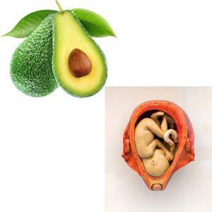 Open Avocado compared to a womb with a foetus