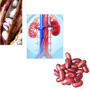 Kidney Beans bear physical similarities with the Kidney