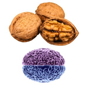 Walnut bearing physical similarities to the brain